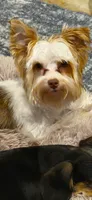 Churro, a male Yorkshire Terrier for sale in Spotsylvania Courthouse, VA – 2 of 3