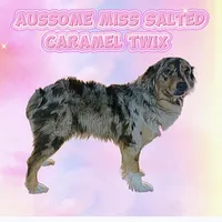 AKC - Twix, a female Australian Shepherd for sale in Lakeville, IN – Photo 2 of 2