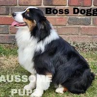 Boss, a male Australian Shepherd for sale in Lakeville, IN – Photo 2 of 3