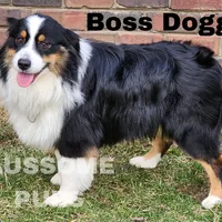 Boss, a male Australian Shepherd for sale in Lakeville, IN – Photo 1 of 3
