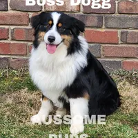 Boss, a male Australian Shepherd for sale in Lakeville, IN – Photo 3 of 3