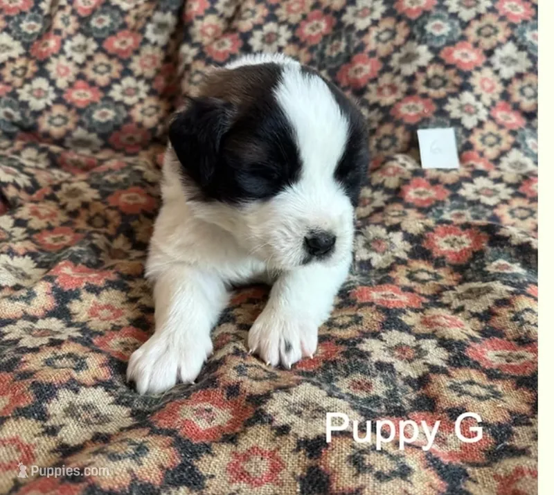 Puppy G