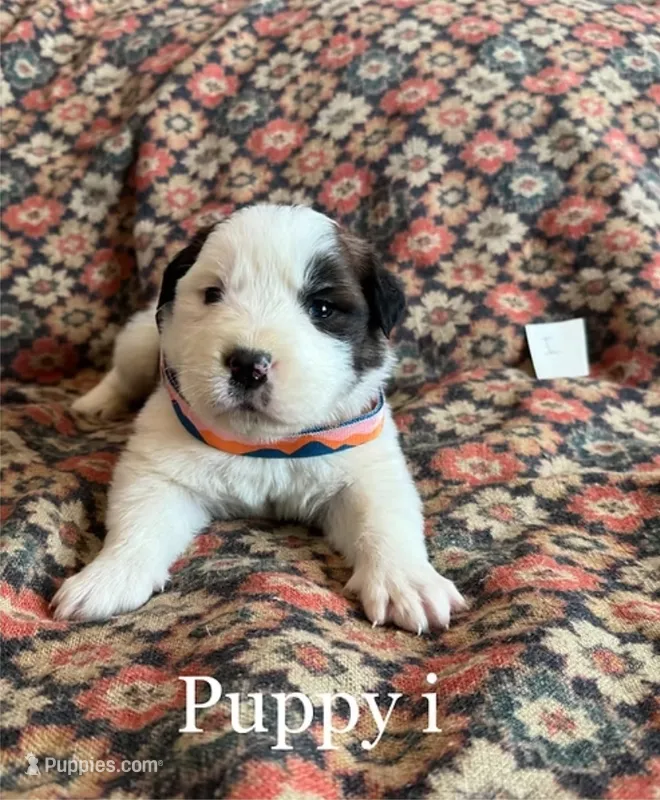 Puppy I
