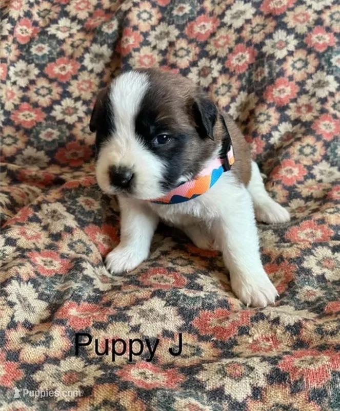 Puppy J