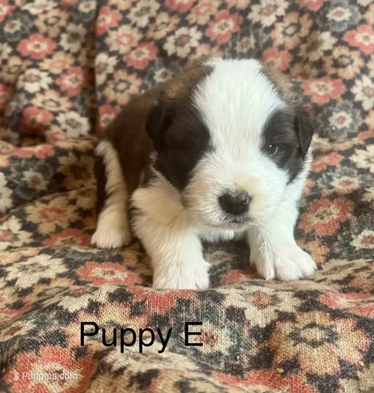 Puppy E