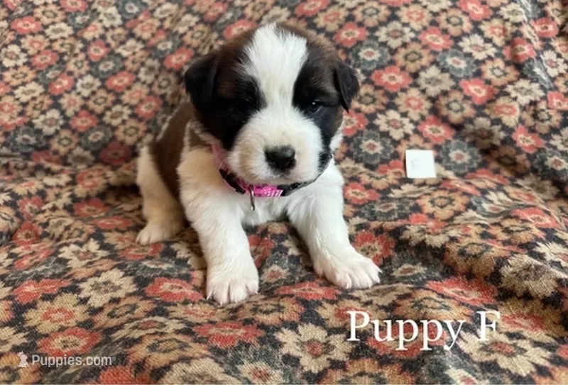 Puppy F