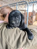 Puppy 6324, a male Labrador Retriever for sale in Emmett, MI – Photo 2 of 2