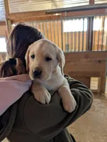 Puppy 6331, a female Labrador Retriever for sale in Emmett, MI – Photo 1 of 2