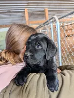 Puppy 6330, a male Labrador Retriever for sale in Emmett, MI – Photo 2 of 2