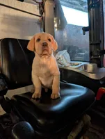 Puppy 6323, a female Labrador Retriever for sale in Emmett, MI – Photo 2 of 2