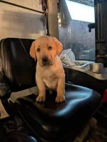 Puppy 6323, a female Labrador Retriever for sale in Emmett, MI – Photo 1 of 2