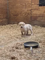 Puppy 6328, a male Labrador Retriever for sale in Emmett, MI – Photo 4 of 4