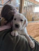 Puppy 6326, a male Labrador Retriever for sale in Emmett, MI – Photo 1 of 2