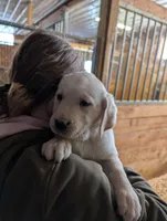 Puppy 6326, a male Labrador Retriever for sale in Emmett, MI – Photo 2 of 2
