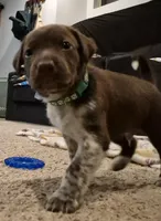 'no name' , a male Alaskan Husky and German Shorthaired Pointer for sale in Greeley, CO – Photo 7 of 10
