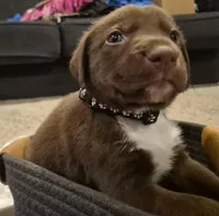 'no name' , a male Alaskan Husky and German Shorthaired Pointer for sale in Greeley, CO – Photo 5 of 10