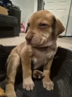 'no name' , a male Alaskan Husky and German Shorthaired Pointer for sale in Greeley, CO – Photo 9 of 10