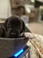 'no name' , a male Alaskan Husky and German Shorthaired Pointer for sale in Greeley, CO – Photo 8 of 10