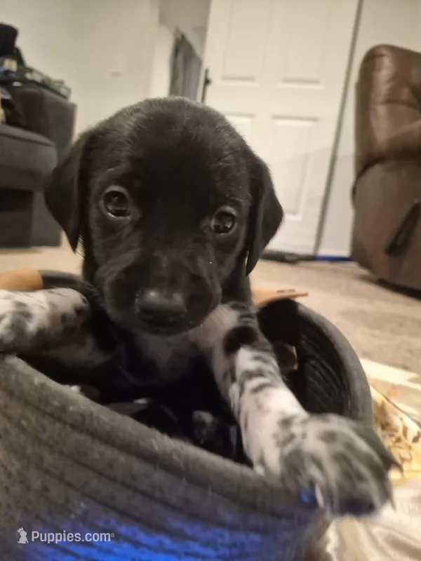 'no name'  – Alaskan Husky, German Shorthaired Pointer puppy for sale in Greeley, CO