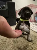 'no name' , a male Alaskan Husky and German Shorthaired Pointer for sale in Greeley, CO – Photo 3 of 10