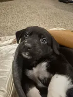 'no name' , a male Alaskan Husky and German Shorthaired Pointer for sale in Greeley, CO – Photo 2 of 10