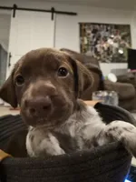 'no name' , a male Alaskan Husky and German Shorthaired Pointer for sale in Greeley, CO – Photo 10 of 10