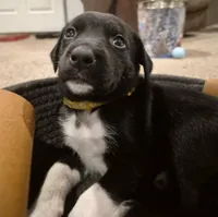 'no name' , a male Alaskan Husky and German Shorthaired Pointer for sale in Greeley, CO – Photo 6 of 10