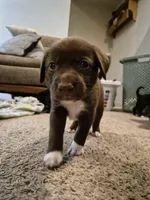 'no name' , a male Alaskan Husky and German Shorthaired Pointer for sale in Greeley, CO – Photo 4 of 10