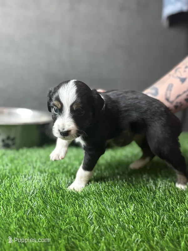 Onyx – Miniature American Shepherd puppy for sale in Lubbock, TX