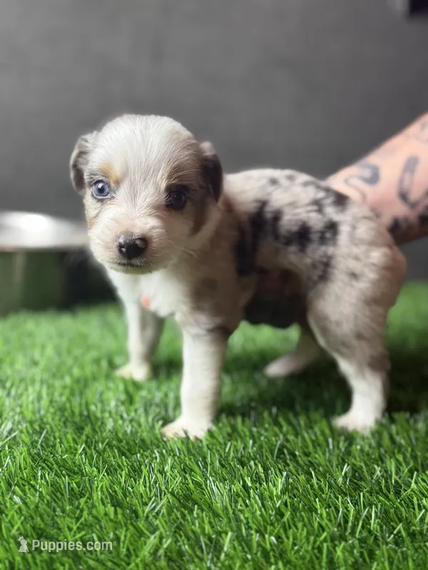 Smokey – Miniature American Shepherd puppy for sale in Lubbock, TX