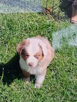 Aussies., a female Australian Shepherd for sale in Freeport, IL – 2 of 8