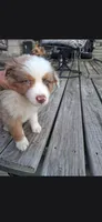 Aussies., a female Australian Shepherd for sale in Freeport, IL – 3 of 8