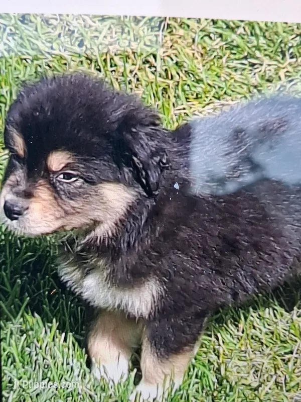 Aussies. – Australian Shepherd puppy for sale in Freeport, IL