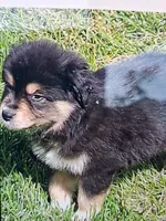 Aussies., a female Australian Shepherd for sale in Freeport, IL – 1 of 8