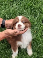 Aussies., a female Australian Shepherd for sale in Freeport, IL – 7 of 8