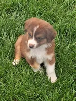 Aussies., a female Australian Shepherd for sale in Freeport, IL – 8 of 8