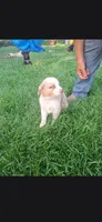 Aussies., a female Australian Shepherd for sale in Freeport, IL – 6 of 8