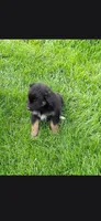 Aussies., a female Australian Shepherd for sale in Freeport, IL – 5 of 8