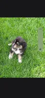 Aussies., a female Australian Shepherd for sale in Freeport, IL – 4 of 8