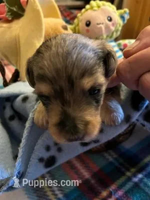 CM 3  – Schnoodle puppy for sale in Rocky Ford, CO