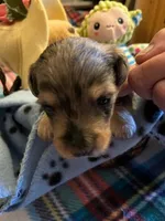 CM 3 , a male Schnoodle for sale in Rocky Ford, CO – 1 of 2