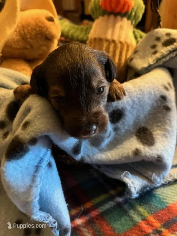 CM 2  – Schnoodle puppy for sale in Rocky Ford, CO