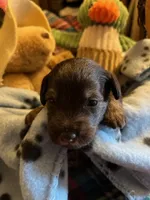 CM 2 , a male Schnoodle for sale in Rocky Ford, CO – 2 of 2