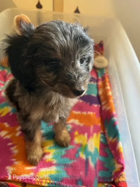GF 2 – Miniature Aussiedoodle puppy for sale in Rocky Ford, CO