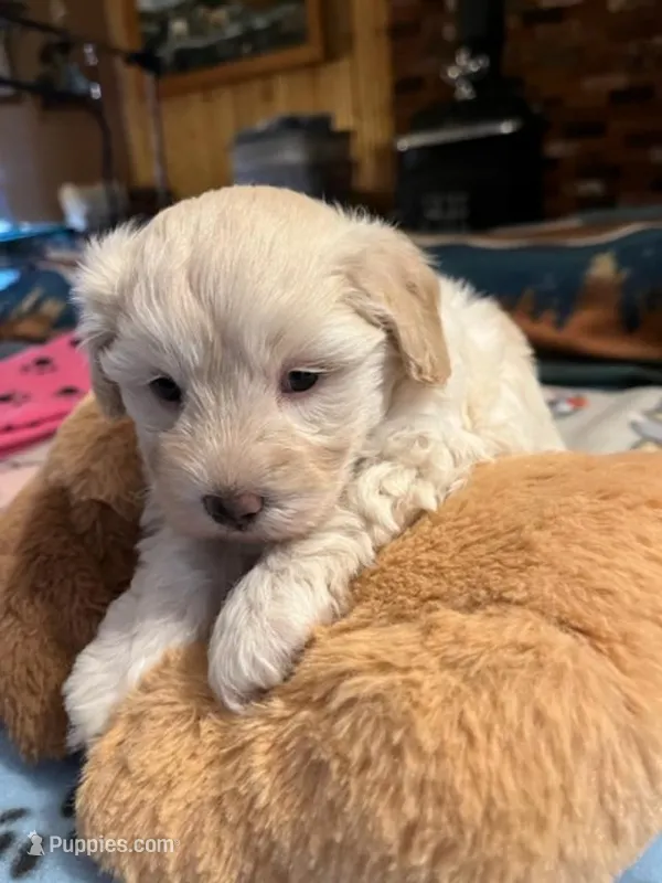 MM 1 – Schnoodle puppy for sale in Rocky Ford, CO
