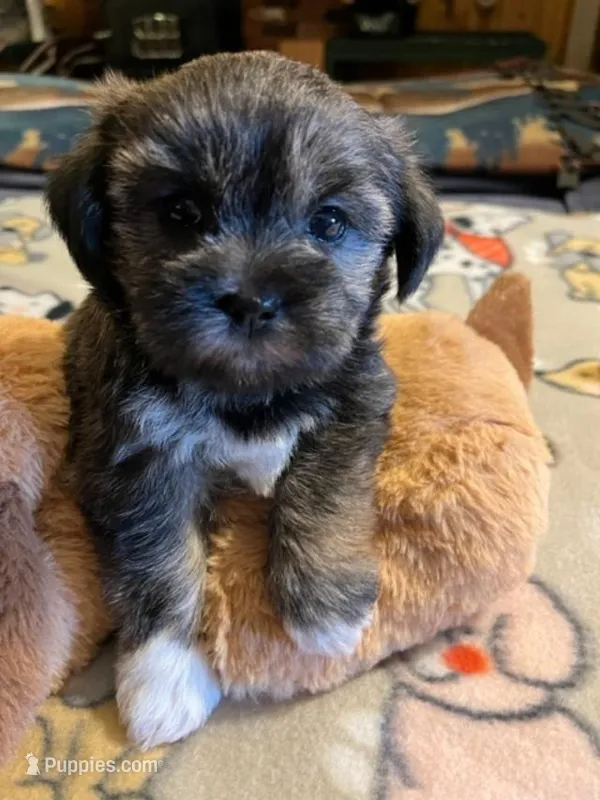 Gr F 1 – Shihpoo puppy for sale in Rocky Ford, CO