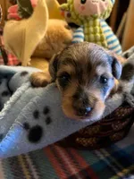 CM 3 , a male Schnoodle for sale in Rocky Ford, CO – 2 of 2