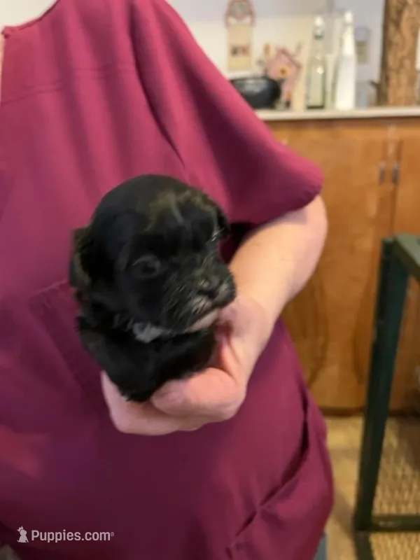 RF 1, a female Shihpoo for sale in Rocky Ford, CO – 1 of 5