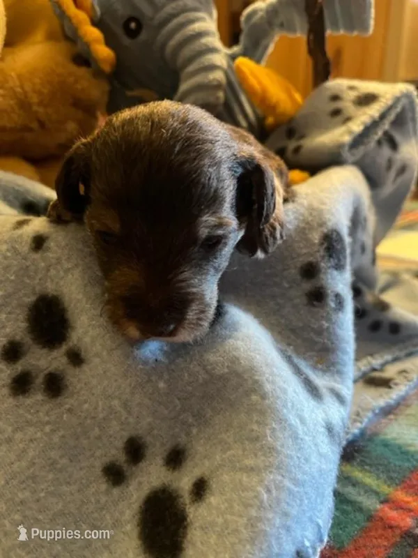 CM 1 – Schnoodle puppy for sale in Rocky Ford, CO