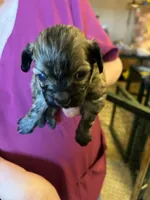 HM 2, a male Shihpoo for sale in Rocky Ford, CO – 4 of 4
